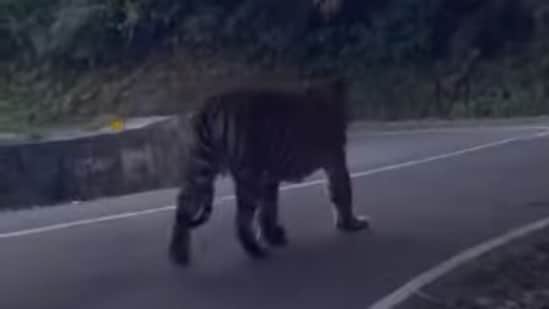 The image, taken from the Instagram video, shows the tiger crossing the road.(Instagram/@mobi_shots)