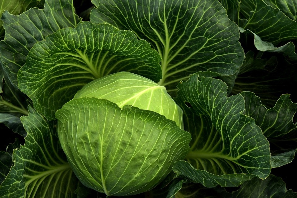 Cabbage (Pixabay) Cabbage (Pixabay)