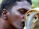 Vava Suresh has suffered over 250 snake bites. (HT Photo) Vava Suresh has suffered over 250 snake bites. (HT Photo)