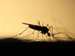 Malaria is a serious and sometimes fatal disease caused by a parasite that commonly infects a certain type of mosquito which feeds on humans. Now, for the first time, a 22-year study in Tanzania has said that bed nets saved lives in the long run, which indicated that children who slept under them at an early age were more likely to survive into adulthood.(Unsplash) Malaria is a serious and sometimes fatal disease caused by a parasite that commonly infects a certain type of mosquito which feeds on humans. Now, for the first time, a 22-year study in Tanzania has said that bed nets saved lives in the long run, which indicated that children who slept under them at an early age were more likely to survive into adulthood.(Unsplash)