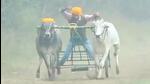 Screengrab of the video of the bullock-cart race that was held at Jandali village of Payal constituency on January 14 and 15, as per animal rights’ activists. (HT Photo) Screengrab of the video of the bullock-cart race that was held at Jandali village of Payal constituency on January 14 and 15, as per animal rights’ activists. (HT Photo)