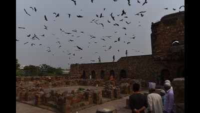 Black kites swarm over Delhi’s Feroz Shah Kotla Fort (Photo: Anushree Fadnavis/HT)