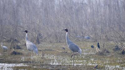 Wetlands help reduce the risk of disasters such as floods, by protecting coastlines. (Sunil Ghosh / Hindustan Times) Wetlands help reduce the risk of disasters such as floods, by protecting coastlines. (Sunil Ghosh / Hindustan Times)