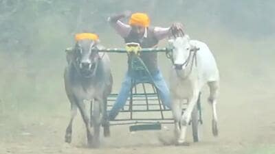 Screengrab of the video of the bullock-cart race that was held at Jandali village of Payal constituency on January 14 and 15, as per animal rights’ activists. (HT Photo)