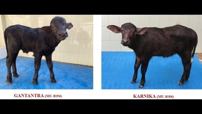 Both the cloned calves were born by normal parturition. (HT Photo)