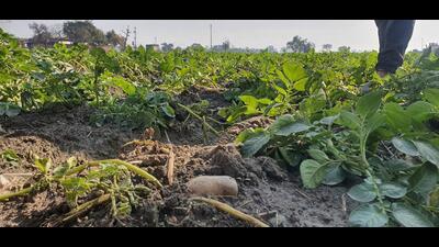 Potato crop damaged due to rain and cloudy weather near a village in Punjab’s Ludhiana district.