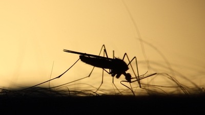 Malaria is a serious and sometimes fatal disease caused by a parasite that commonly infects a certain type of mosquito which feeds on humans. Now, for the first time, a 22-year study in Tanzania has said that bed nets saved lives in the long run, which indicated that children who slept under them at an early age were more likely to survive into adulthood. (Unsplash) Malaria is a serious and sometimes fatal disease caused by a parasite that commonly infects a certain type of mosquito which feeds on humans. Now, for the first time, a 22-year study in Tanzania has said that bed nets saved lives in the long run, which indicated that children who slept under them at an early age were more likely to survive into adulthood. (Unsplash)