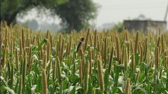 The production area of minor millets in Karnataka has fluctuated in recent years, standing at around 0.48 lakh hectares in 2020-21 as against 0.52 lakh hectares in the corresponding year, data shows. (HT)