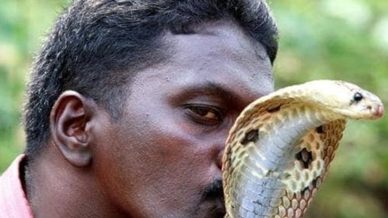 Vava Suresh has suffered over 250 snake bites. (HT Photo) Vava Suresh has suffered over 250 snake bites. (HT Photo)