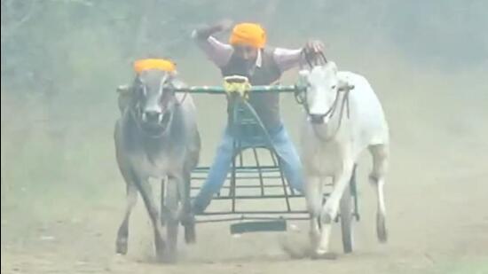 Screengrab of the video of the bullock-cart race that was held at Jandali village of Payal constituency on January 14 and 15, as per animal rights’ activists. (HT Photo)