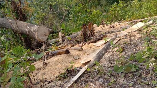 Forest officials in Hailakandi said a large area was cleared and some groups wanted to destroy more forests but they were pushed back after Assam Police rushed to the area on Tuesday night. They called it a fresh attempt to encroach Assam’s land. (HT photo) Forest officials in Hailakandi said a large area was cleared and some groups wanted to destroy more forests but they were pushed back after Assam Police rushed to the area on Tuesday night. They called it a fresh attempt to encroach Assam’s land. (HT photo)