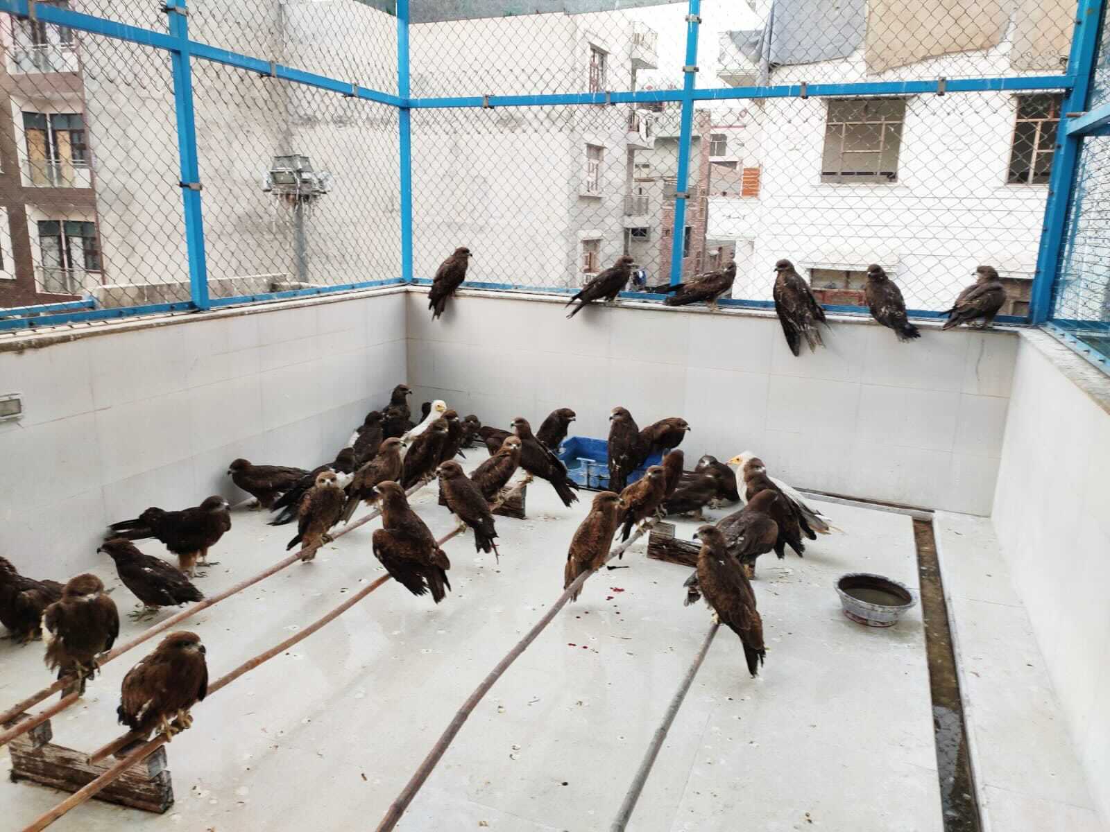 The Wildlife Rescue Facility in Wazirabad, North Delhi (Photo: Nadeem Shehzad)