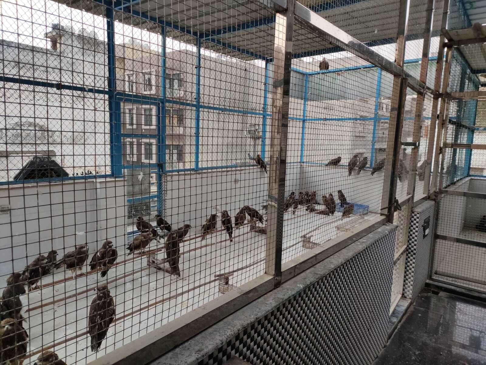 Birds are kept inside flight cages. Critical cases are kept inside the clinic in the adjacent building (Photo: Nadeem Shehzad)