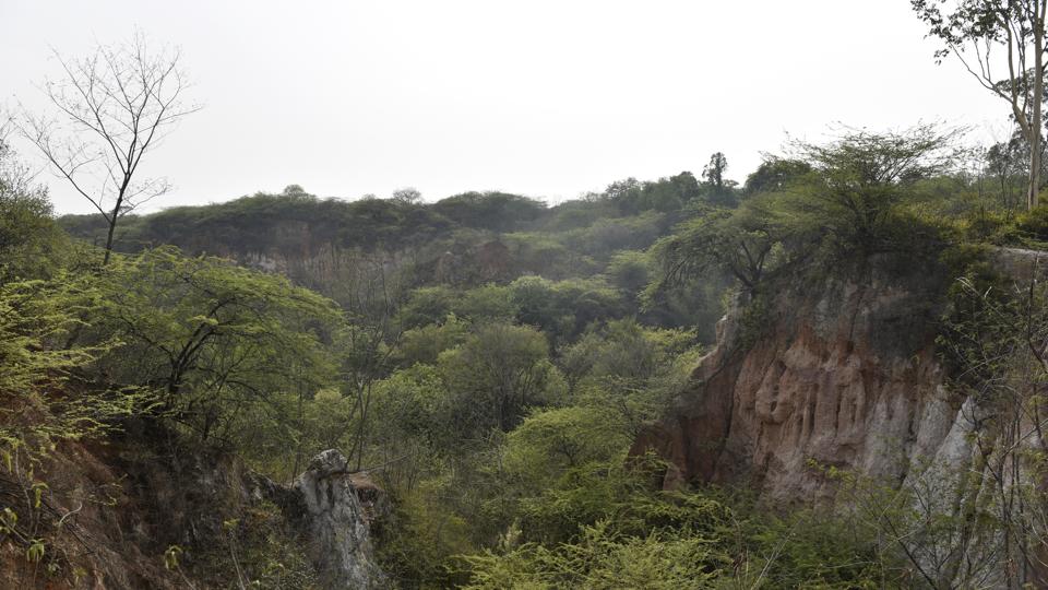 The Aravalli Biodiversity Park in Delhi is spread over 699 acres. (Sanchit Khanna/HT Archive) The Aravalli Biodiversity Park in Delhi is spread over 699 acres. (Sanchit Khanna/HT Archive)