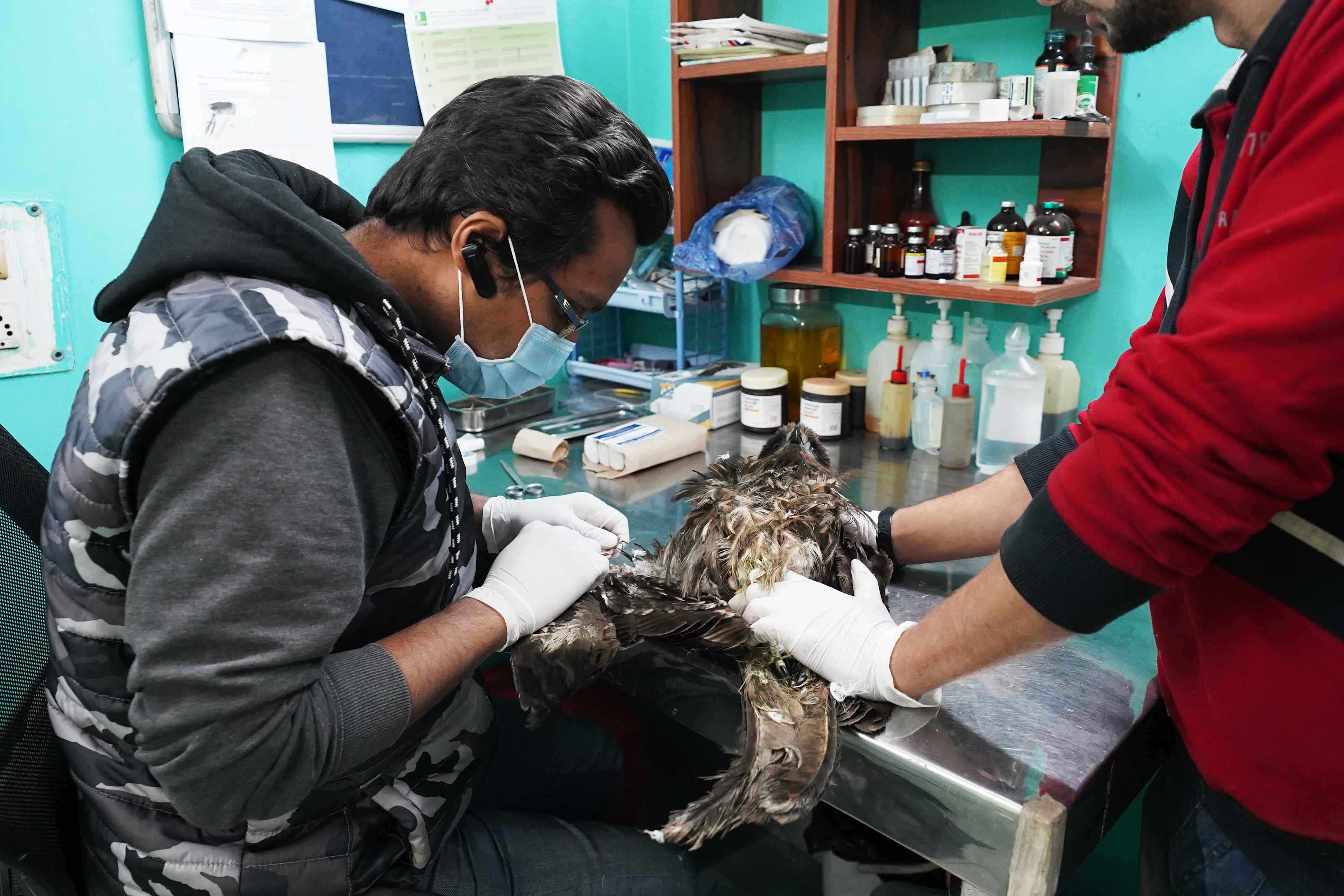 Muhammad Saud gives first aid to a black kite at the clinic of Wildlife Rescue (Photo: Nadeem Shehzad)