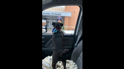 The video posted by Jay Shett shows the emotional reunion between the kid and the dog. (Screengrab)