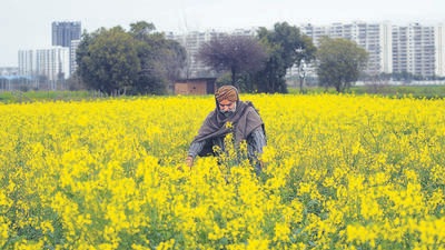 A farmer tending to his blooming mustard crop at Sector 87, Mohali, on a cloudy Friday. Similar weather conditions will continue for the next few days in the Chandigarh tricity area. (Ravi Kumar/HT) A farmer tending to his blooming mustard crop at Sector 87, Mohali, on a cloudy Friday. Similar weather conditions will continue for the next few days in the Chandigarh tricity area. (Ravi Kumar/HT)