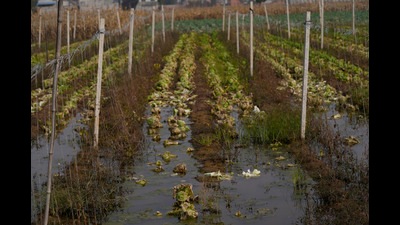 Farmers said their crops were destroyed due to excess rainfall. (AP) Farmers said their crops were destroyed due to excess rainfall. (AP)