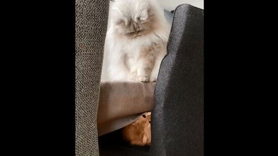 The image, taken from the sibling-related Instagram video, shows the cat and its younger brother.(Instagram/@smoothiethecat)