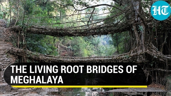 The living architecture of Meghalaya that builds itself