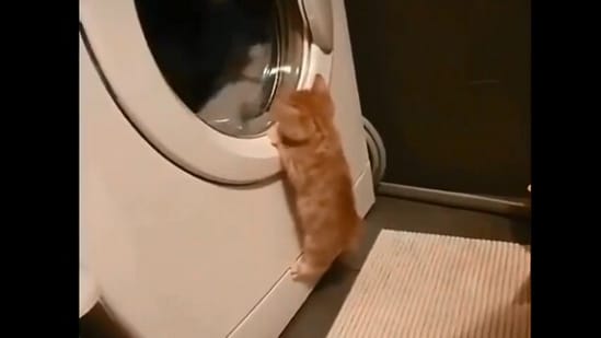 The image, taken from the Reddit video, shows the kitten watching the tumbler of the washing machine.(Reddit/@ala156)