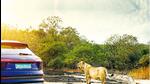 During the two days spent driving the Audi e-tron in Gir, lion sightings were aplenty During the two days spent driving the Audi e-tron in Gir, lion sightings were aplenty