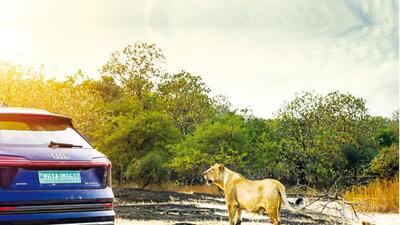 During the two days spent driving the Audi e-tron in Gir, lion sightings were aplenty During the two days spent driving the Audi e-tron in Gir, lion sightings were aplenty