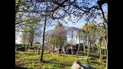 Researchers from the Technical University of Munich studied Meghalaya’s living-root bridges and applied those concepts in the construction of Baubotanik Kitchen, whose roof is made from tree canopy. (Photo: Ferdinand Ludwig) Researchers from the Technical University of Munich studied Meghalaya’s living-root bridges and applied those concepts in the construction of Baubotanik Kitchen, whose roof is made from tree canopy. (Photo: Ferdinand Ludwig)