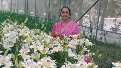 Chrysanthemum, carnation, gladiolus, rose, gerbera, and lilies are grown in villages close to the Shimla’s airport at Jubbarhatti. (HT Photo) Chrysanthemum, carnation, gladiolus, rose, gerbera, and lilies are grown in villages close to the Shimla’s airport at Jubbarhatti. (HT Photo)