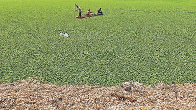 Hyacinth chokes aqua life at Pashan lake. (HT FILE PHOTO) Hyacinth chokes aqua life at Pashan lake. (HT FILE PHOTO)