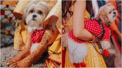 Karishma's pooch also dressed adorably for his mom's special day. The star's doggo wore a red kurta with matching shoes. What do you think of Karishma and Varun's Mehendi look? (Instagram/@karishmaktanna)