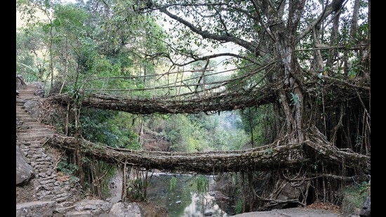 The double-deck living bridge in Nongriat, Meghalaya. There is research aimed at using tree manipulation to create multifunctional living architecture in cities. (Photo: Wilfrid Middleton)