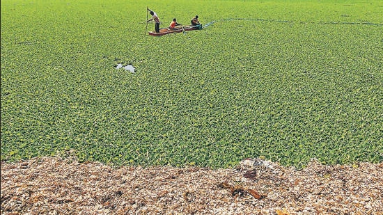 Hyacinth chokes aqua life at Pashan lake. (HT FILE PHOTO)