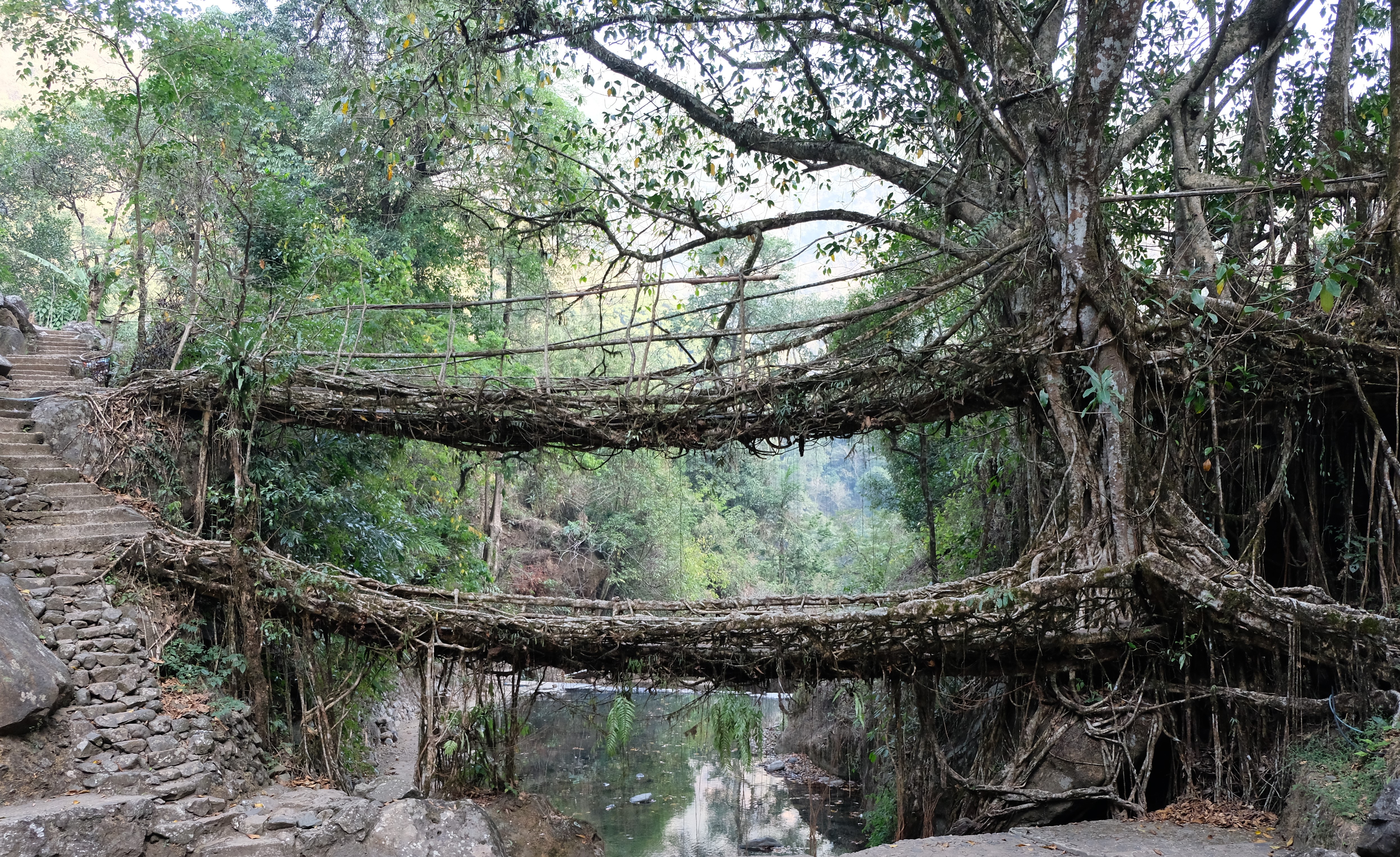 The double-deck living bridge in Nongriat, Meghalaya. There is research aimed at using tree manipulation to create multifunctional living architecture in cities. (Photo: Wilfrid Middleton) The double-deck living bridge in Nongriat, Meghalaya. There is research aimed at using tree manipulation to create multifunctional living architecture in cities. (Photo: Wilfrid Middleton)
