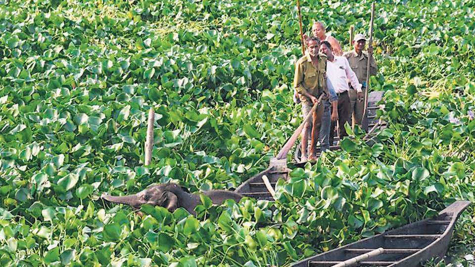 The Centre has released ₹1051.92 crores for conservation 160 wetlands since 2017 under the National Plan for conservation of Aquatic Eco-Systems. (AFP) The Centre has released ₹1051.92 crores for conservation 160 wetlands since 2017 under the National Plan for conservation of Aquatic Eco-Systems. (AFP)