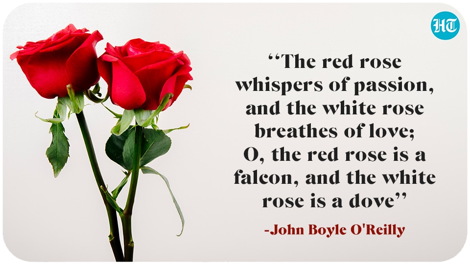 Happy Rose Day 2022: Wishes, images and quotes to send to your beloved ...