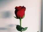 The red rose is the most loved of all roses. It stands for love and passion.(Pinterest)