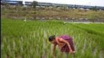 Agriculture contributes nearly 17% to the country’s gross domestic product but employs nearly half of all Indians, making it a critical source of livelihood. (AP File Photo) Agriculture contributes nearly 17% to the country’s gross domestic product but employs nearly half of all Indians, making it a critical source of livelihood. (AP File Photo)