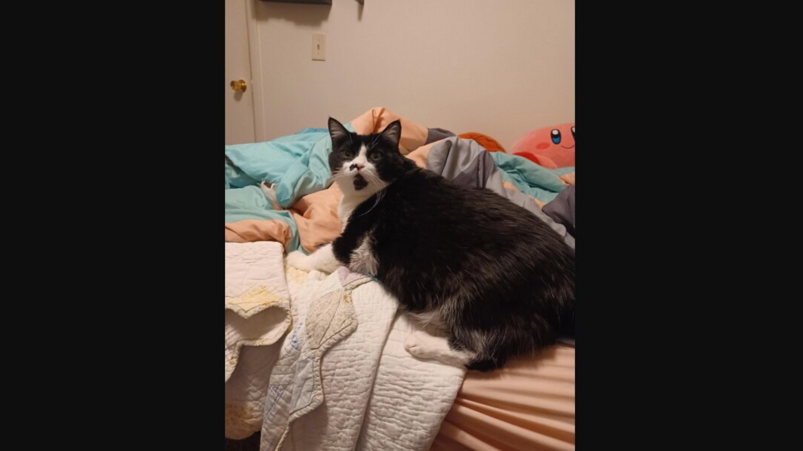 Cat returned to shelter finds forever home after a year. See wonderful