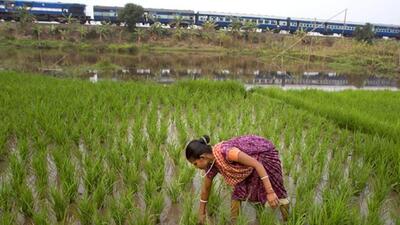 Agriculture contributes nearly 17% to the country’s gross domestic product but employs nearly half of all Indians, making it a critical source of livelihood. (AP File Photo) Agriculture contributes nearly 17% to the country’s gross domestic product but employs nearly half of all Indians, making it a critical source of livelihood. (AP File Photo)