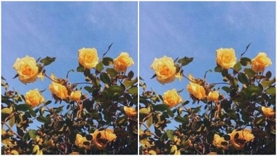 Yellow rose speaks of the promise of a lifelong friendship. (Pinterest)