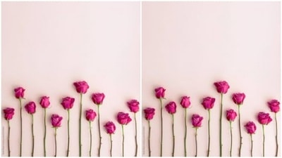 The pink rose stands for appreciation and admiration. In case you want praise someone, make their day by gifting them a pink rose. (Pinterest)
