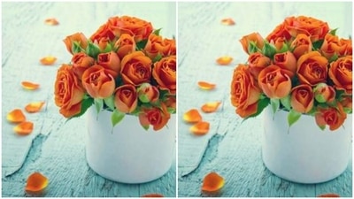 Orange rose speaks of immense passion for someone. Gift them to the one you love and let them know how much you are passionate about them. (Pinterest)