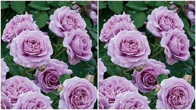 The lavender rose is rare and gorgeous. Gift it to someone to let them know that you have fallen in love at first sight with them. (Pinterest)