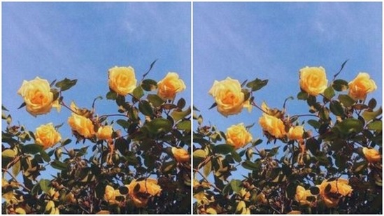 Yellow rose speaks of the promise of a lifelong friendship.(Pinterest)