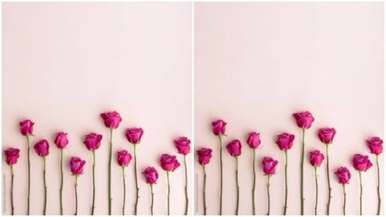 The pink rose stands for appreciation and admiration. In case you want praise someone, make their day by gifting them a pink rose.(Pinterest)