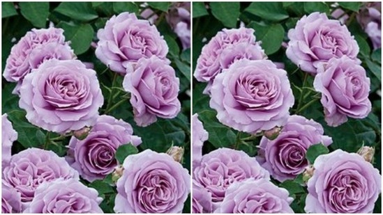 The lavender rose is rare and gorgeous. Gift it to someone to let them know that you have fallen in love at first sight with them.(Pinterest)