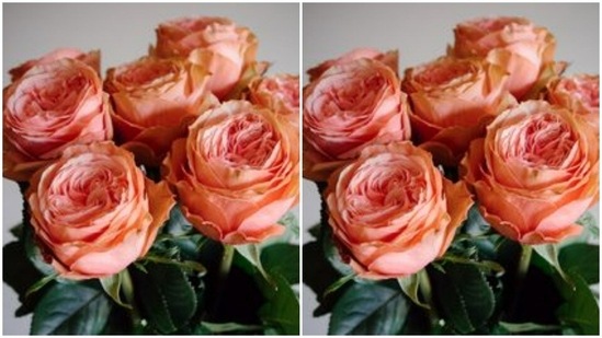 Gift a peach rose to the one you love to let them know that even though you're shy to confess, you are in love with them.(Pinterest)