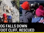 PET DOG FALLS DOWN 200-FOOT CLIFF, RESCUED PET DOG FALLS DOWN 200-FOOT CLIFF, RESCUED