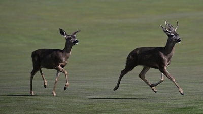 The white-tailed deer in Iowa are among the species in which coronavirus has been reported. (Representative Photo/AFP) The white-tailed deer in Iowa are among the species in which coronavirus has been reported. (Representative Photo/AFP)